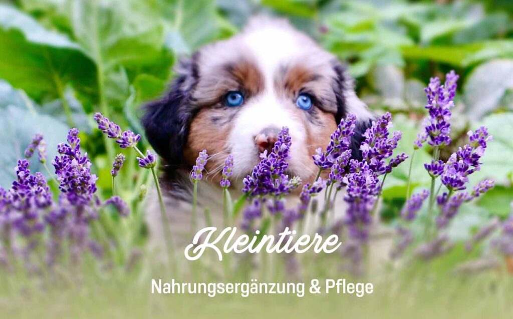 Hunde Nahrungsergänzung natürliche Pflege